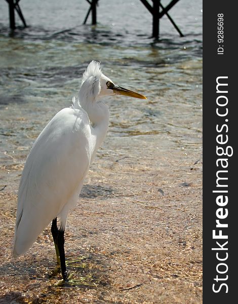 Heron standing on the seashore. In Egypt