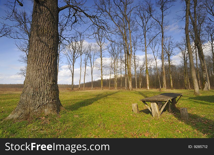 Old oak woods in Croatia in early spring. Old oak woods in Croatia in early spring