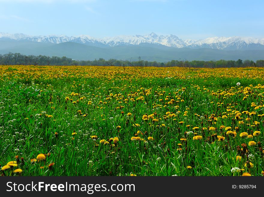 Spring blossoming field of dandelions