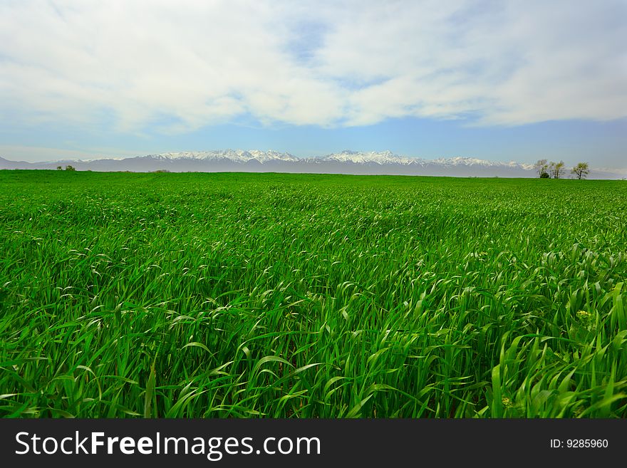 Background of cloudy sky and grass