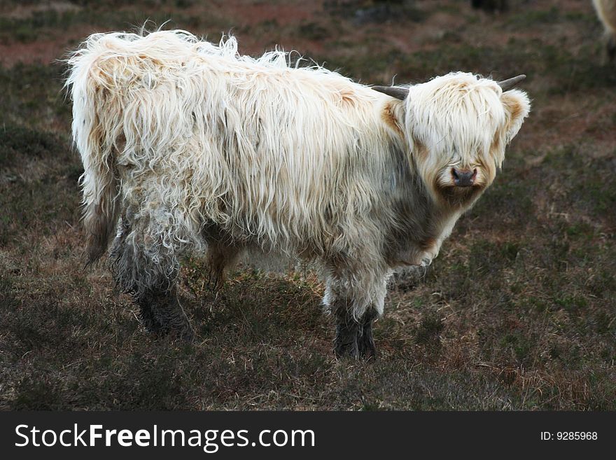 Taken in Scotland, of a young Highland bull. Taken in Scotland, of a young Highland bull