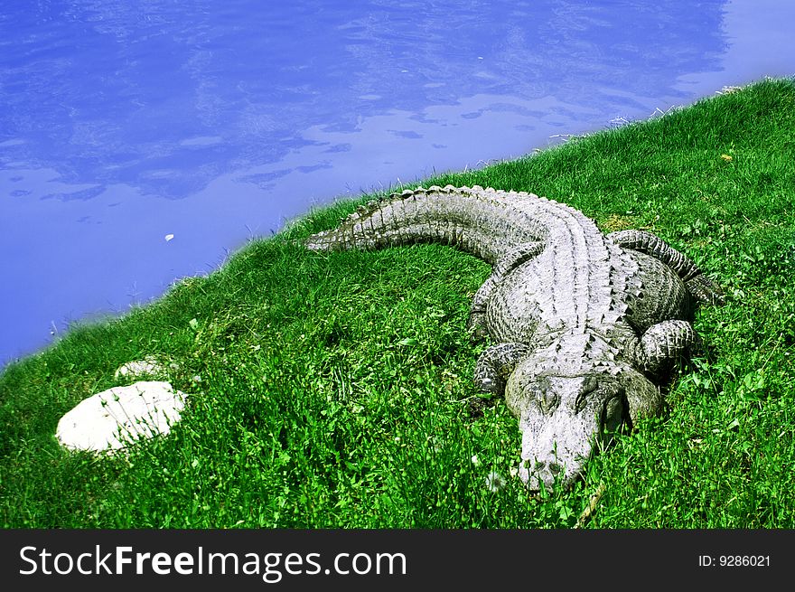 An Alligator is a crocodilian in the genus Alligator of the family Alligatoridae. Large crocodile lying on grass