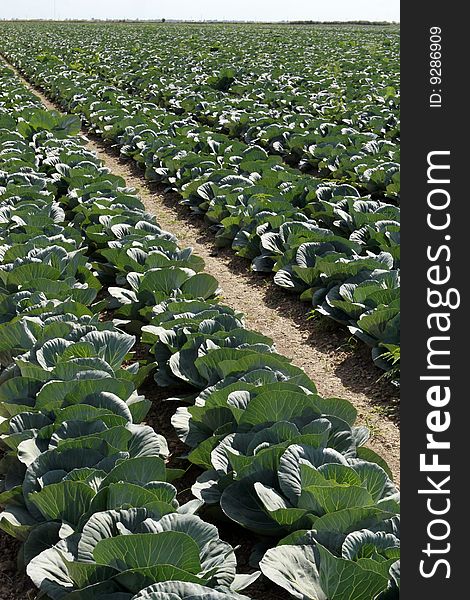 Backlight hits this large Cabbage field in Florida