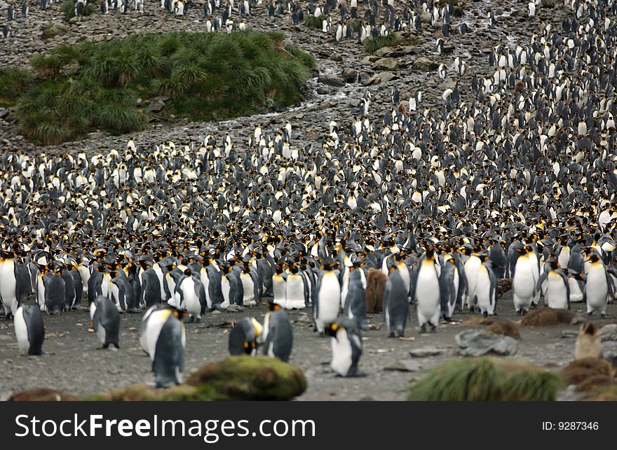 Group of king penguin in antarctica
