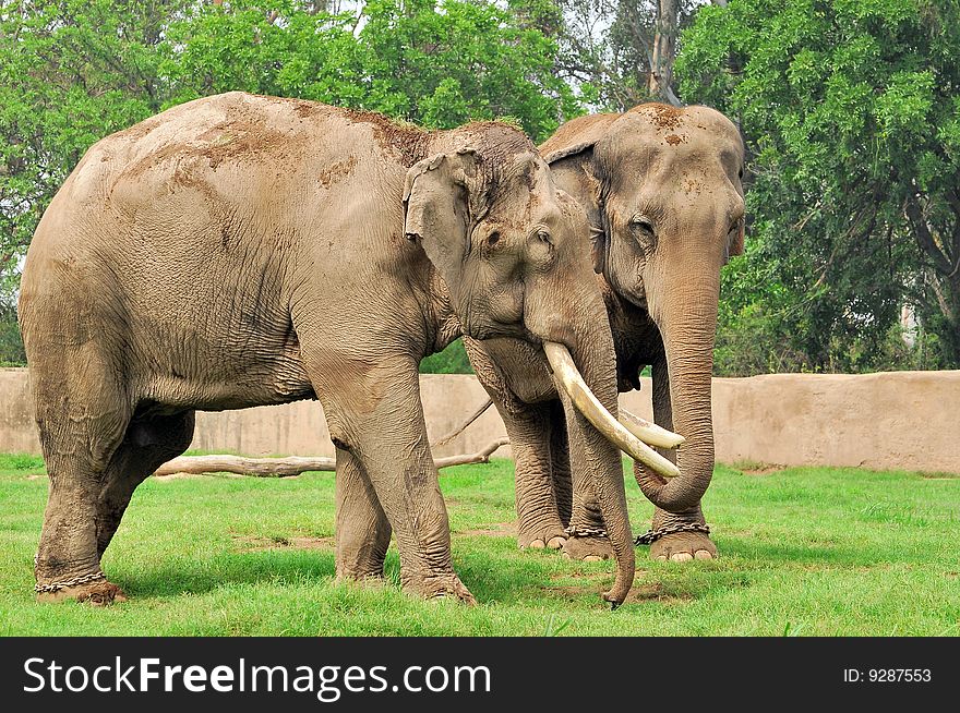 Indian elephants looking great in outdoors