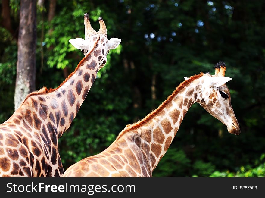 Back shot of two giraffes at Taiping Zoo, Malaysia.