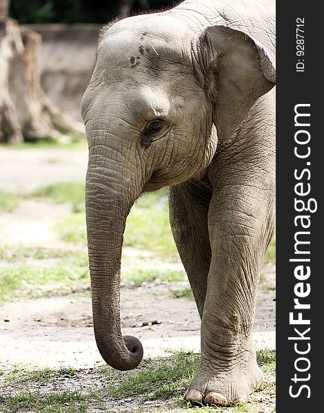 Close up portrait of a junior malayan elephant at Taiping Zoo, Malaysia.