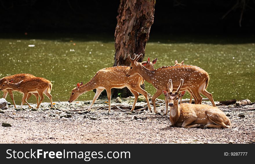 A group of axis deers walking beside river.