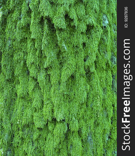 Detailed green moss texture on a tree trunk. Detailed green moss texture on a tree trunk
