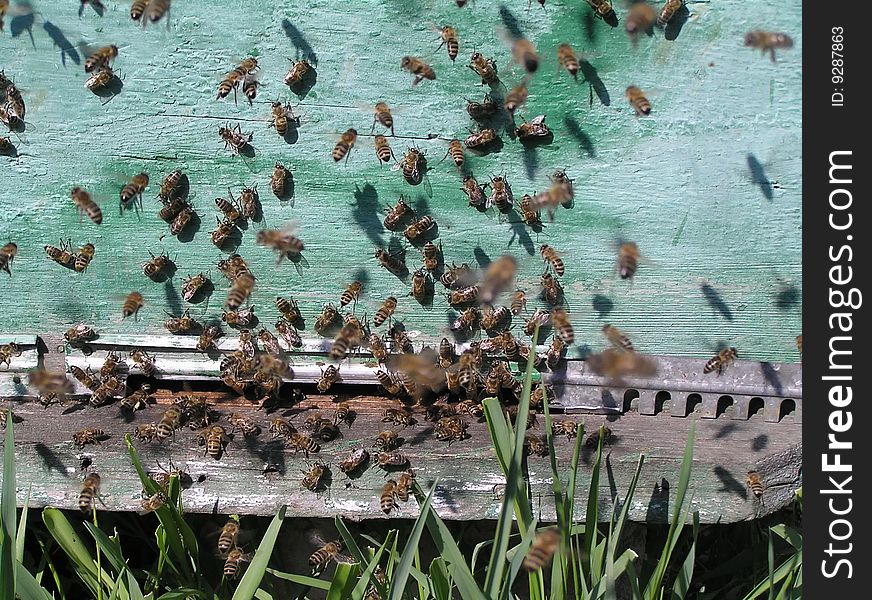 Years of bees near a forward wall of a beehive. Images of a part of moving bees are greased. Years of bees near a forward wall of a beehive. Images of a part of moving bees are greased.