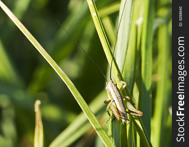 Small just born grasshoper in spring sun light. Small just born grasshoper in spring sun light