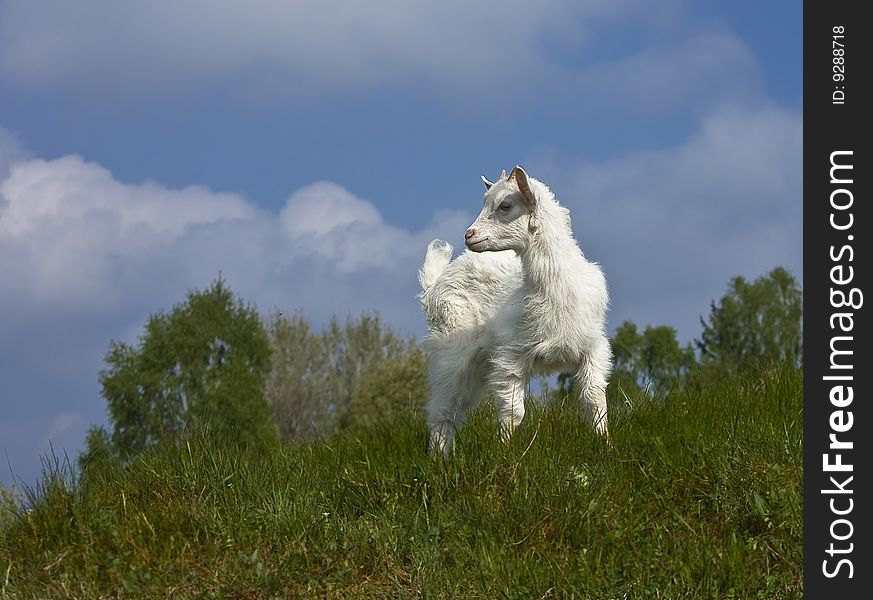 A young goat on a meadow