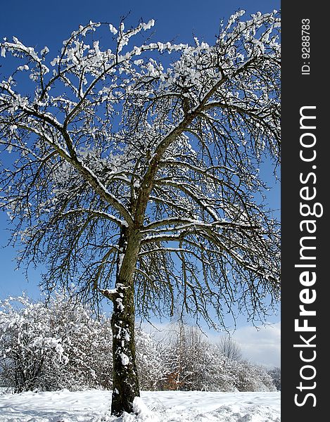 Tree Covered With Snow