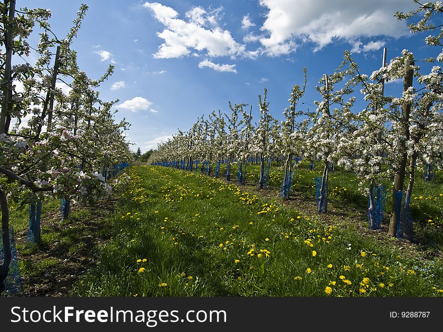 Several young apple trees with flowers. Several young apple trees with flowers