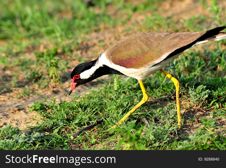 Red wattled Lapwing