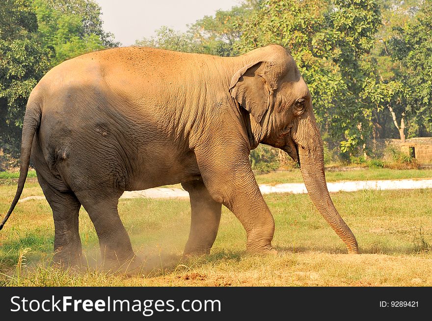 Indian elephant playing in sunny day.