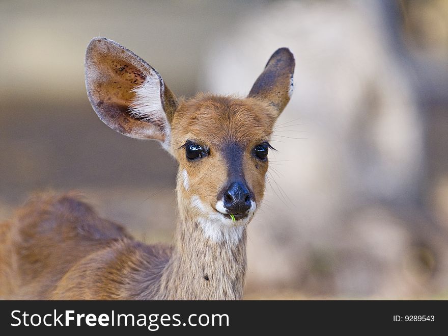 Bushbuck Juvenile