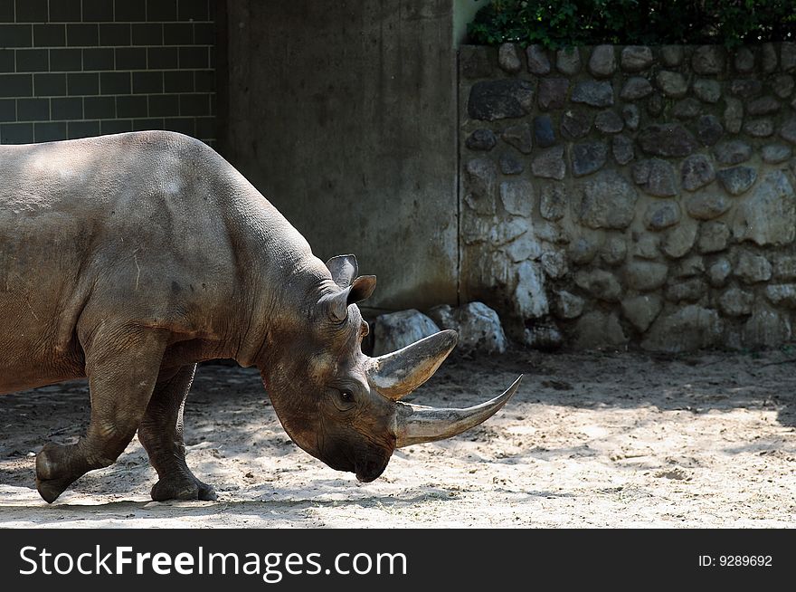 Profile of a rhinoceros or rhino with stone background. Profile of a rhinoceros or rhino with stone background.