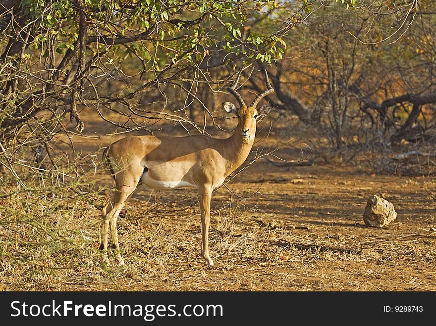 An Impala Ram stands in the morning sun