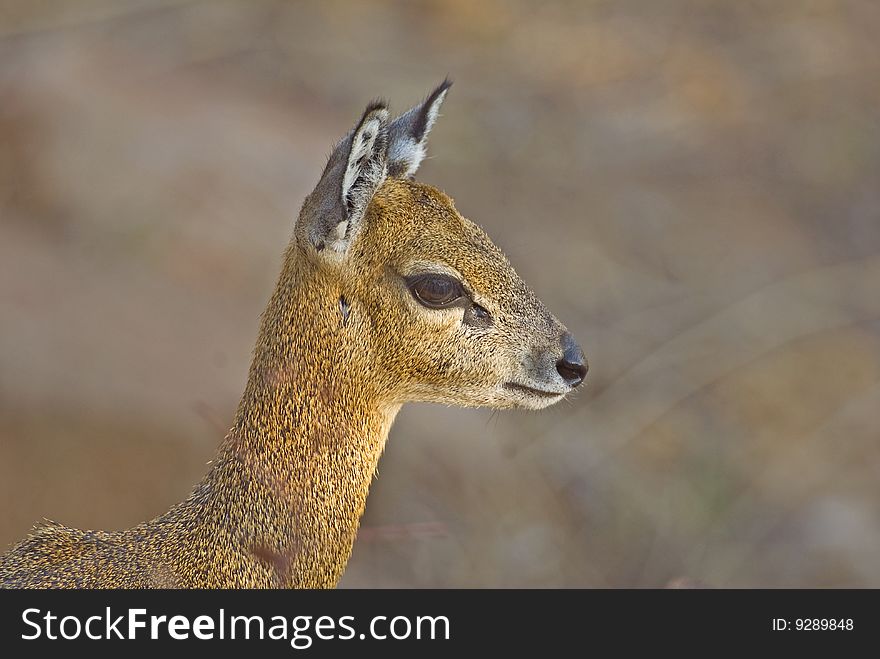 A young Klipspringer looks out from its rocky perch