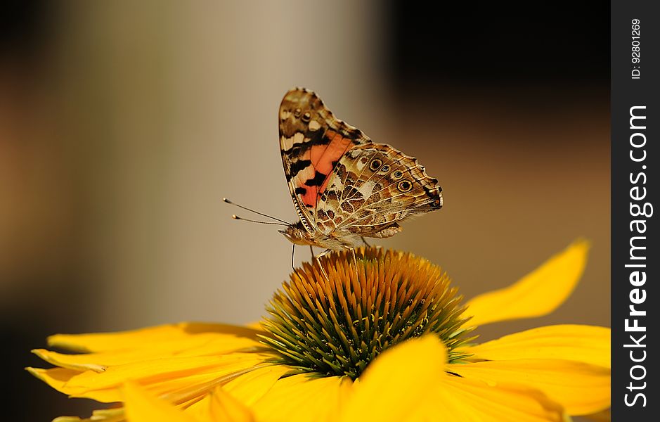 Brown and Black Butterfly on Top of Yellow Sunflower on Macro Lens
