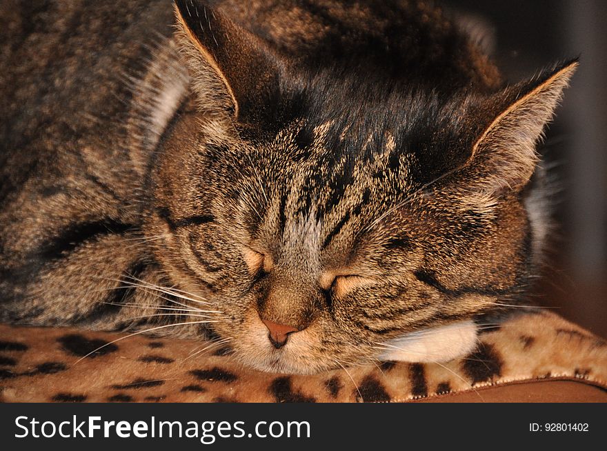 A close up of a sleeping tabby cat. A close up of a sleeping tabby cat.