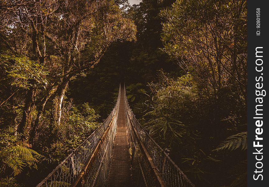 A hanging bridge in a forest in New Zealand. A hanging bridge in a forest in New Zealand.