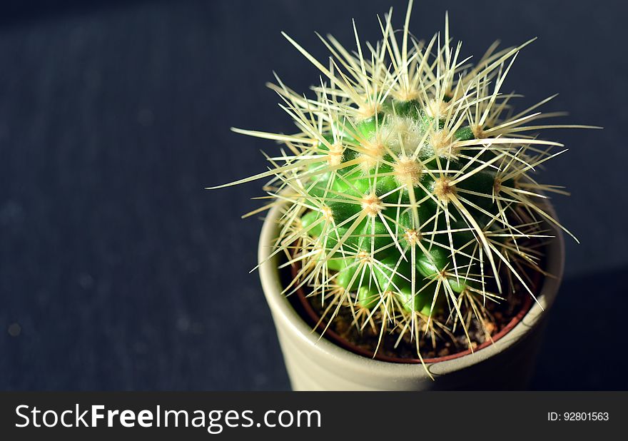 Closeup of a cactus in a pot.