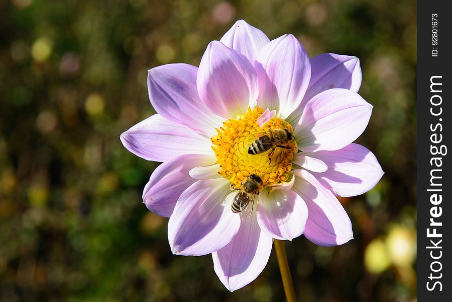 Pink White Petaled Flower