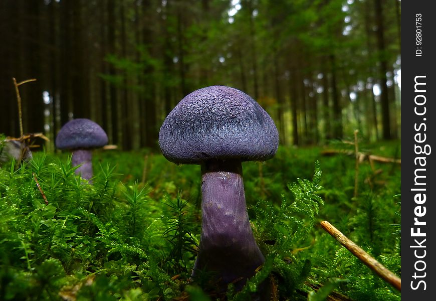 Purple Mushrooms on Green Field