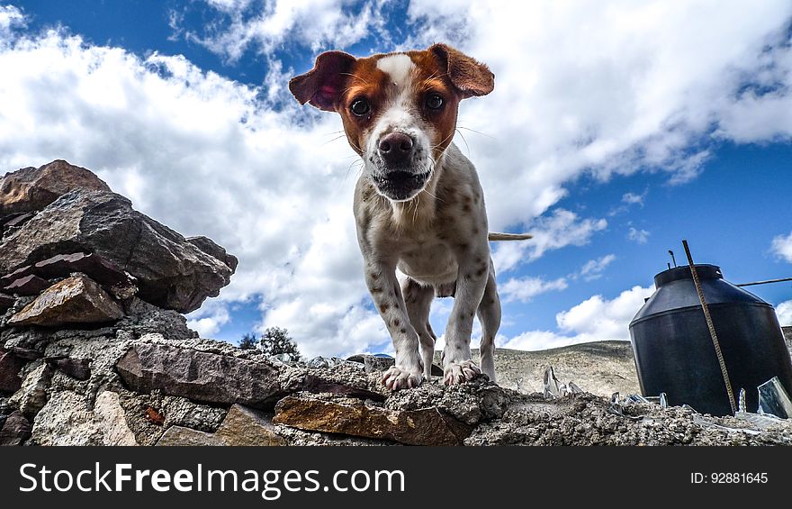 Dog On Rocky Ledge