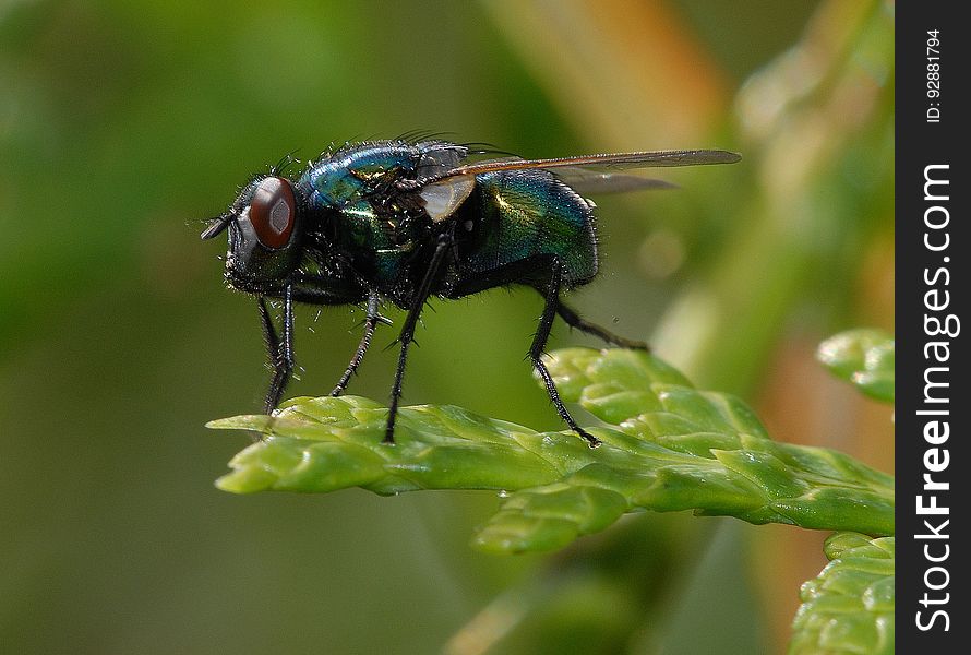 Close-up Of Insect On Leaf