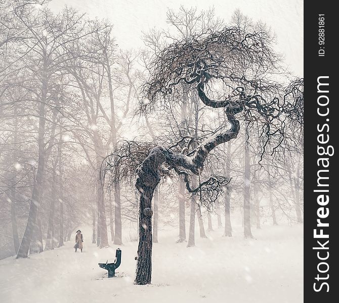 Bare Trees On Snow Covered Landscape