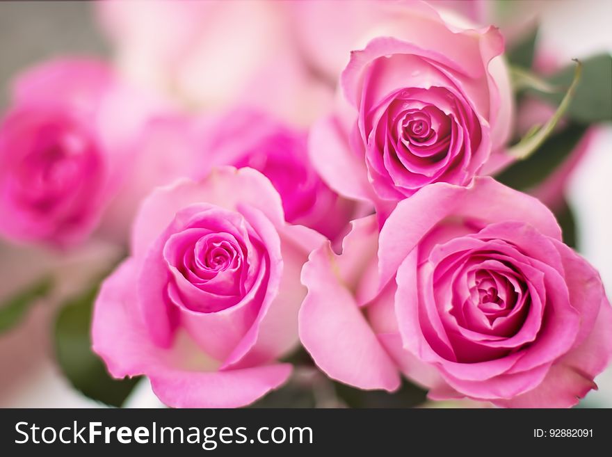 A bouquet of colorful pink roses on a table.