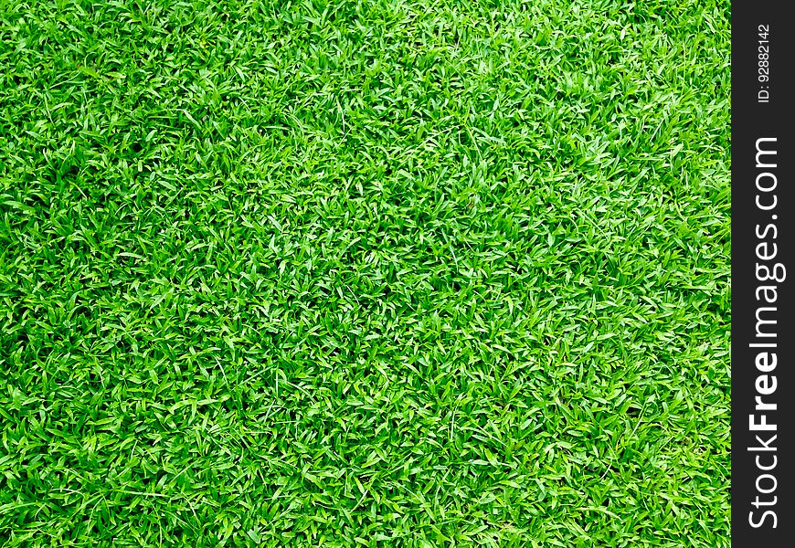 A background of bright green grass.