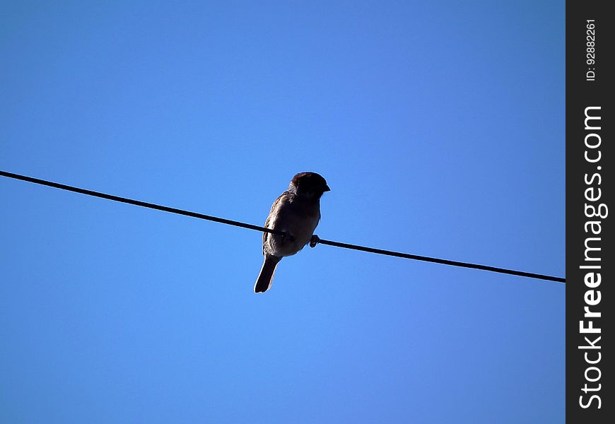 A sparrow perched on a cable and the blue sky in the background. A sparrow perched on a cable and the blue sky in the background.