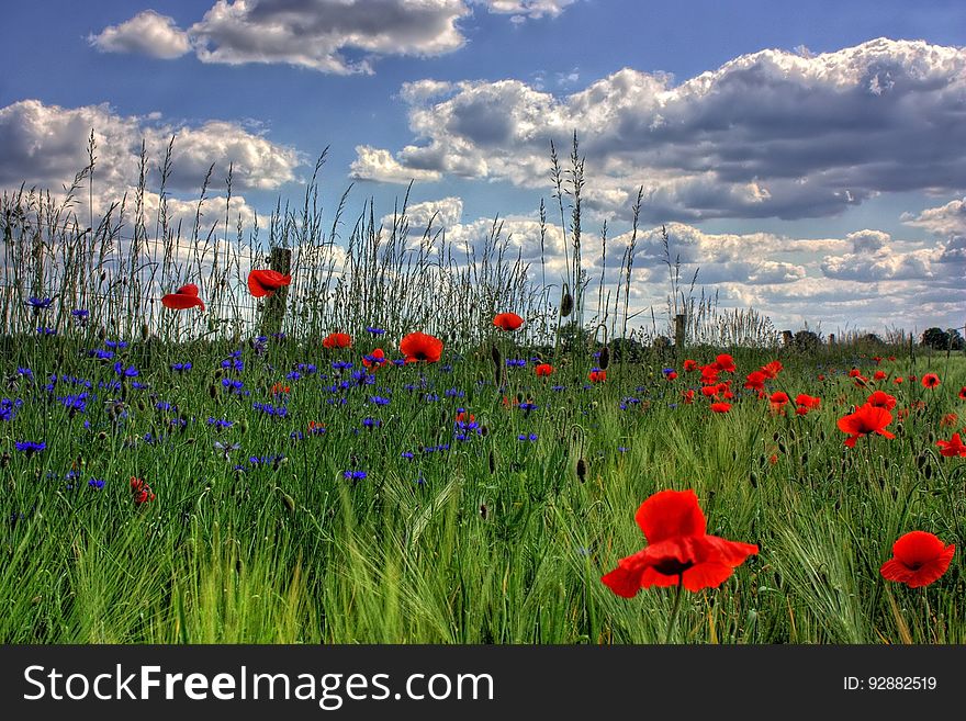 Red Petaled Flowers With Blue Petaled Flowers On A Field During Daytime