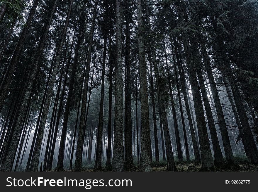 Low Angle View of Trees in Forest Against Sky