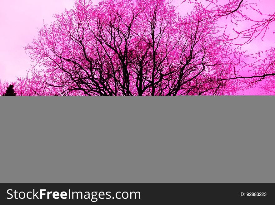 Abstract of brightly coloured trees.