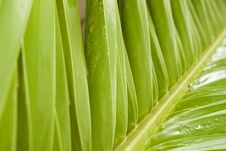 Palm Leaf Stock Images Palm Leaf Stock Images