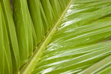 Palm Leaf Royalty Free Stock Images Palm Leaf Royalty Free Stock Images