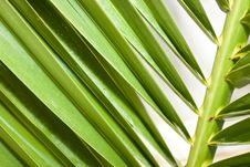 Palm Leaf Royalty Free Stock Images