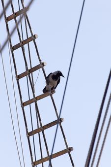 Crow Standin On Rope Ladder Of An Old Sailing Ship Stock Images Crow Standin On Rope Ladder Of An Old Sailing Ship Stock Images