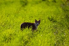 Cat Without Name Stock Photos Cat Without Name Stock Photos