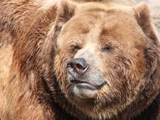 Grizzly Bear Royalty Free Stock Image