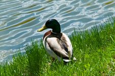 Duck Sitting On The Pond Shore Stock Image