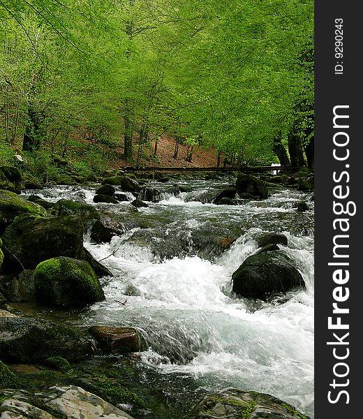 Foamy river in the deep green forest. Foamy river in the deep green forest