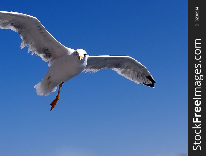 Flying seagull with just one leg. Flying seagull with just one leg.