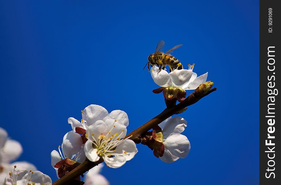 Bee Pollinating On Peach Flowers