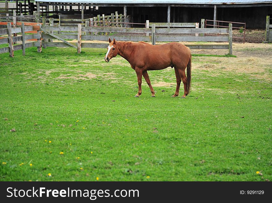 Horse grazing in the grass at a stable.